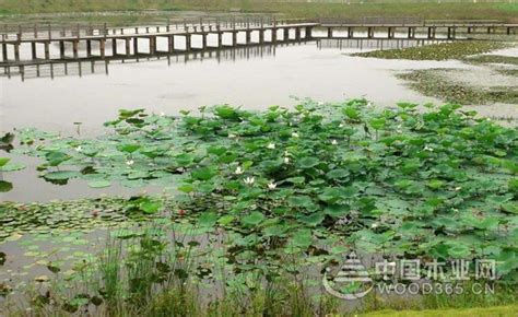 室內水生植物